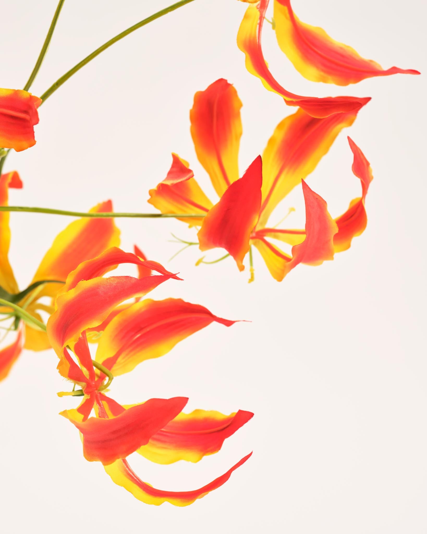 Silk Bouquet | Good MC.40