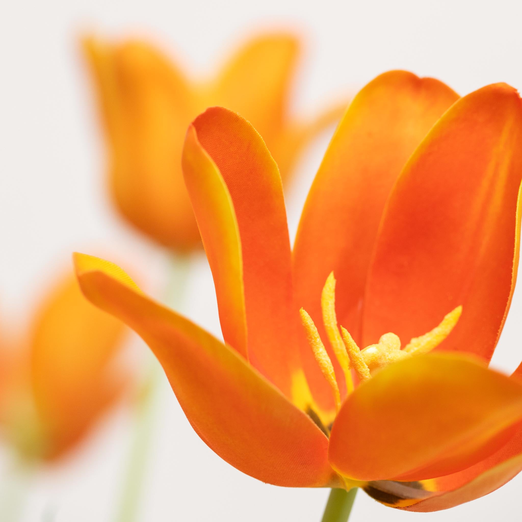 Bouquet de tulipes en soie | Bon MC.28
